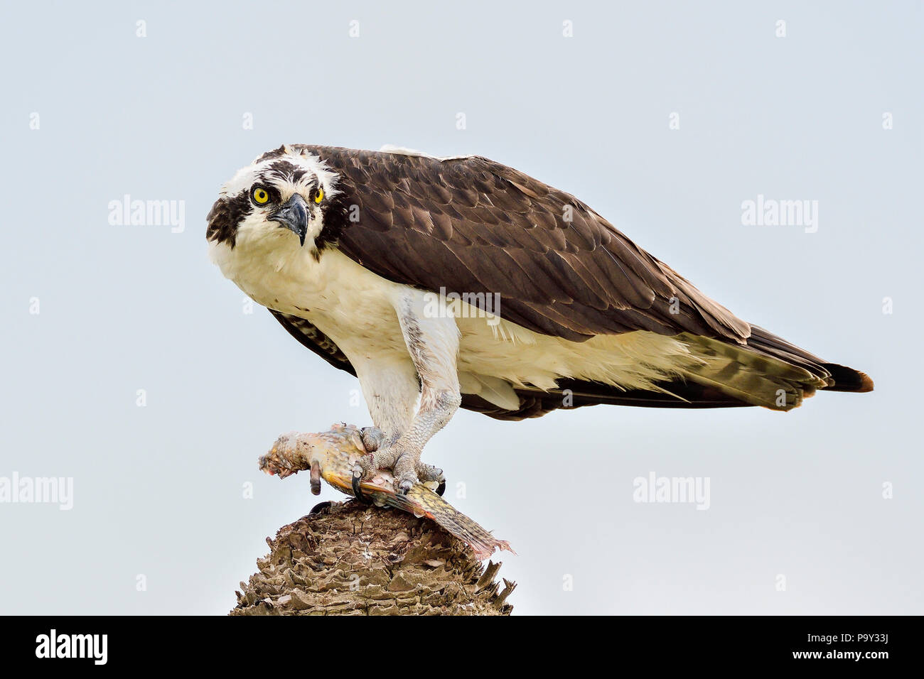 Osprey ist auf der Suche, und beobachten Sie dabei die Umgebung. Stockfoto