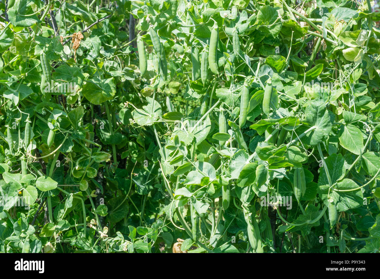 Pea 'Passion' auf Pflanzen Stockfoto