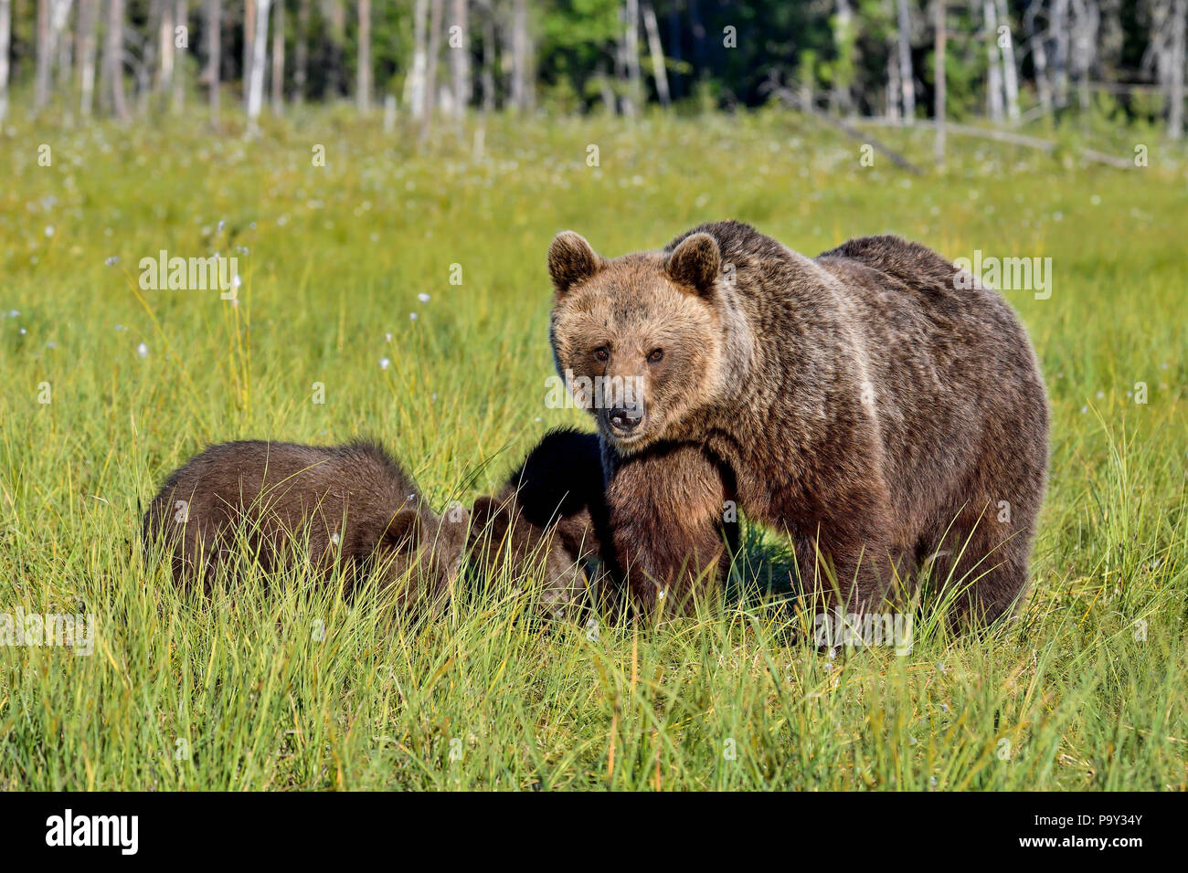 Brauner Bär Mutter mit Jungtieren im Sumpf. Stockfoto