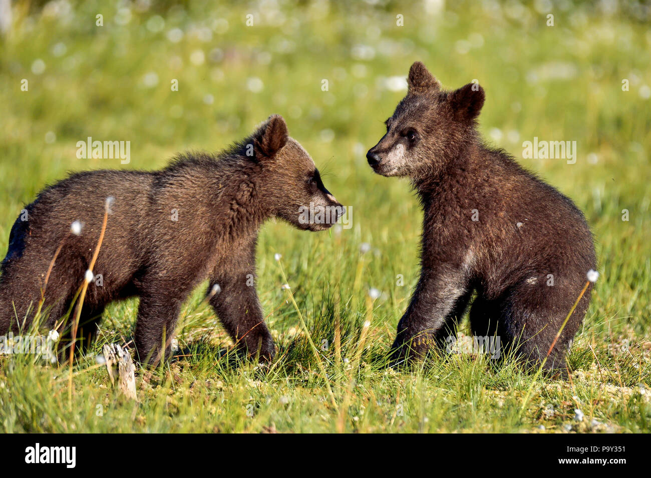 "Hey Bruder, lassen Sie uns ein bisschen Spielen!' Stockfoto