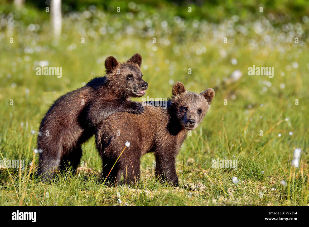 Brown bear Cubs spielen auf dem Sumpf. Stockfoto