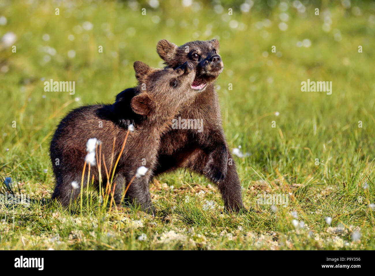 Brown bear Cubs spielen auf dem Sumpf. Stockfoto