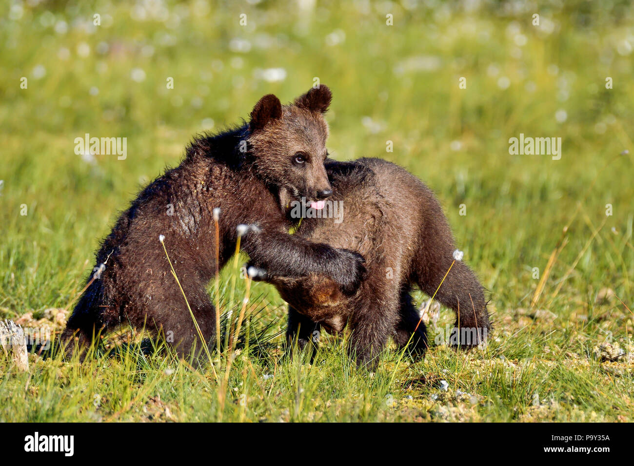 Brown bear Cubs spielen auf dem Sumpf. Stockfoto