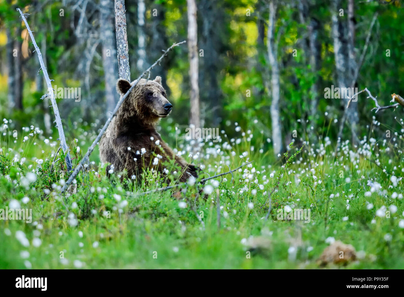 Brauner Bär nimmt einige Zeit, um sich auszuruhen und zu reflektieren, was Tagsüber passiert ist. Stockfoto