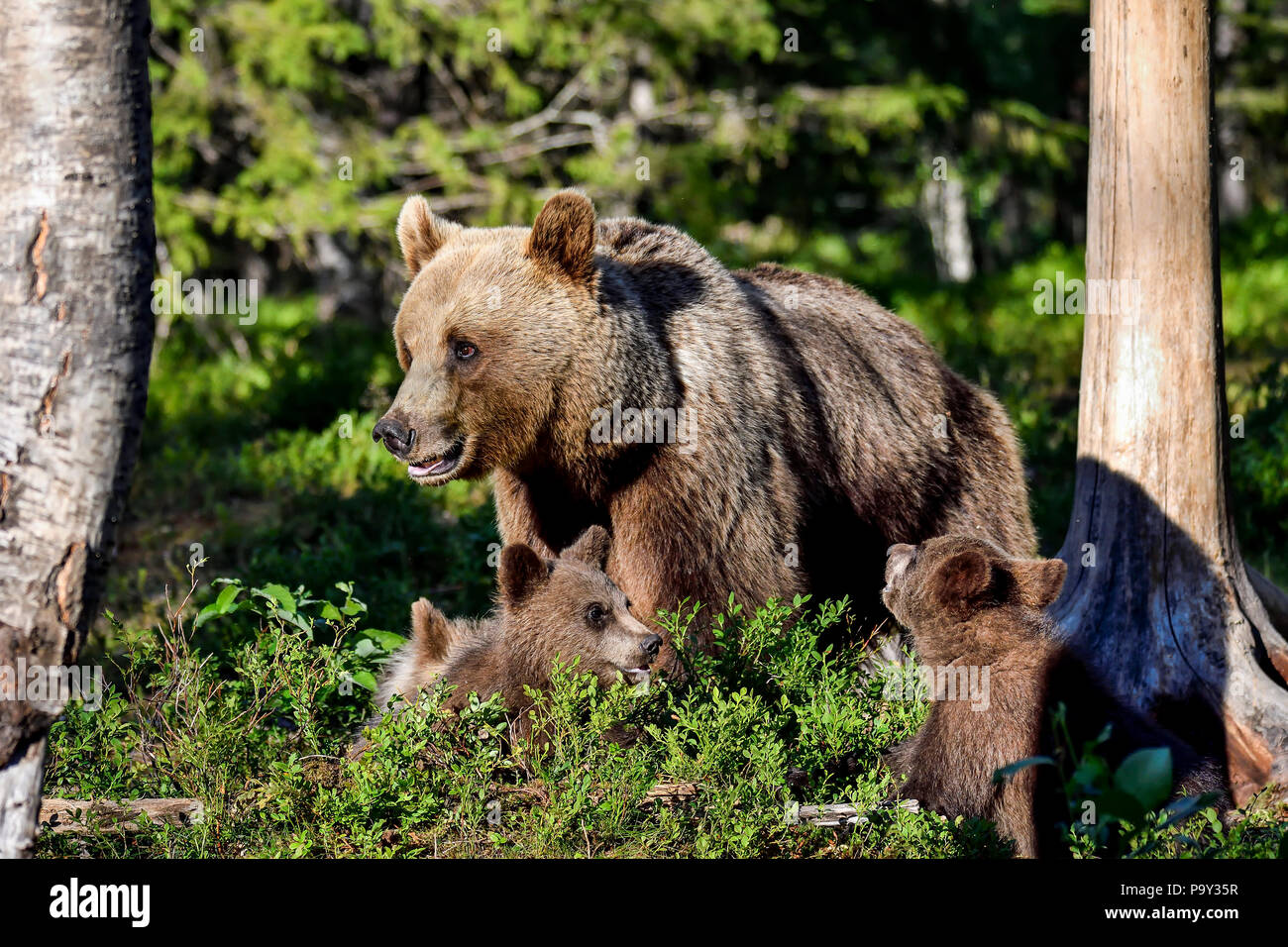 Brauner Bär Mutter mit Jungtieren im Wald. Stockfoto