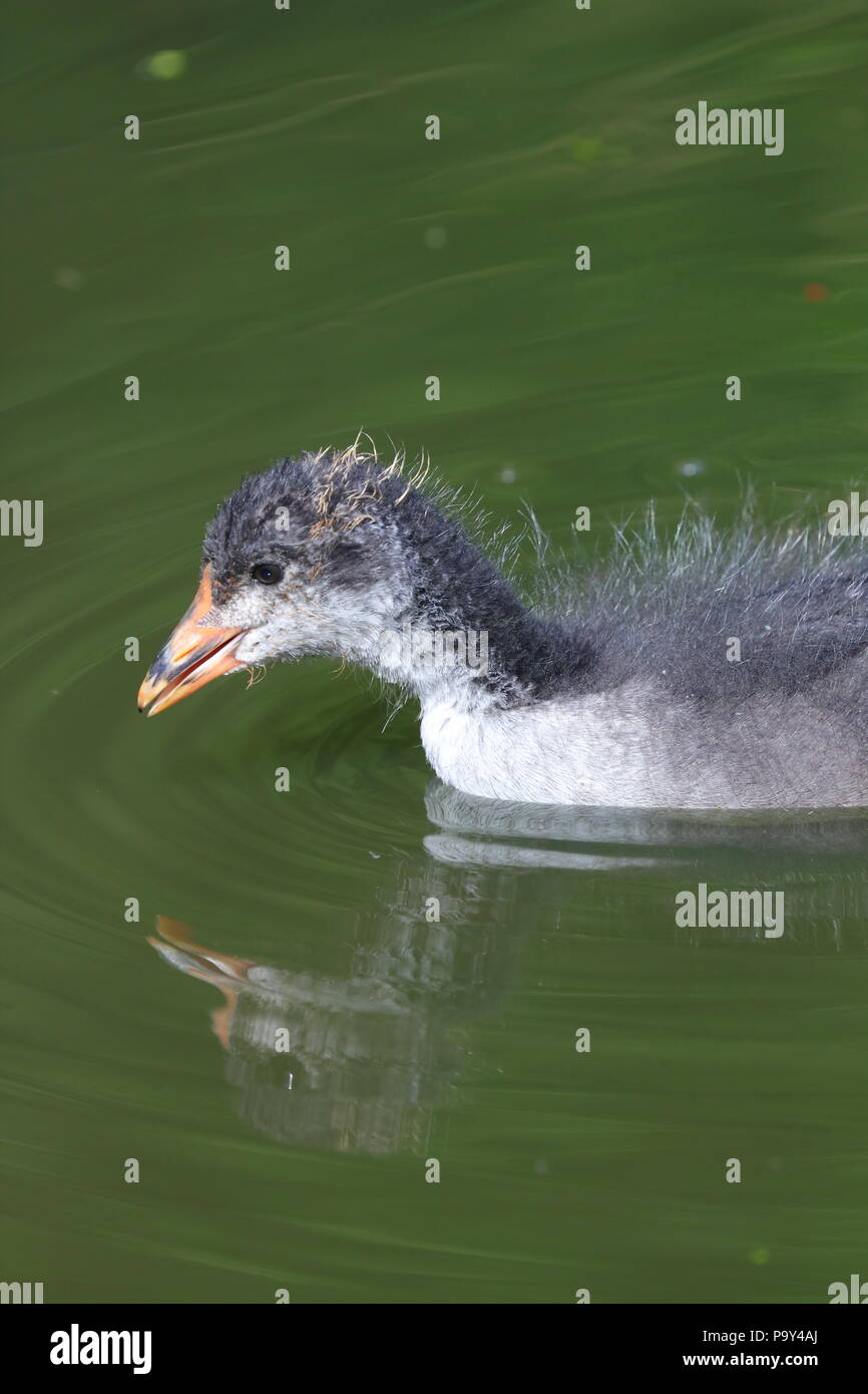 Ein kleines Baby Blässhuhn sucht nach Nahrung in der Nähe seiner Mutter bei der RSPB Fairburn Ings Naturschutzgebiet Stockfoto