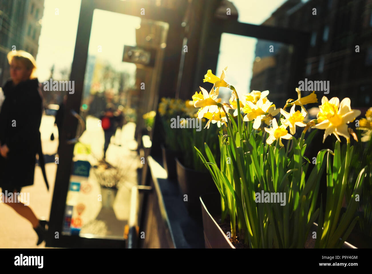 Mädchen verlässt das Geschäft mit Narzissen draußen in der Sonne im Frühling Stockfoto