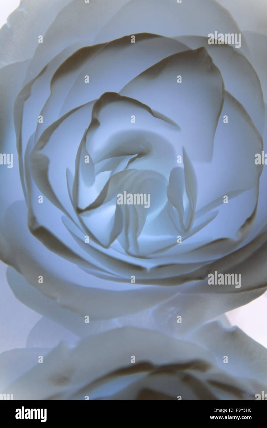 Transparent grau Rosen in weiches Aussehen für Hintergrund, abstrakte Farbige leuchtende Pastellfarben rose Makroaufnahme Stockfoto