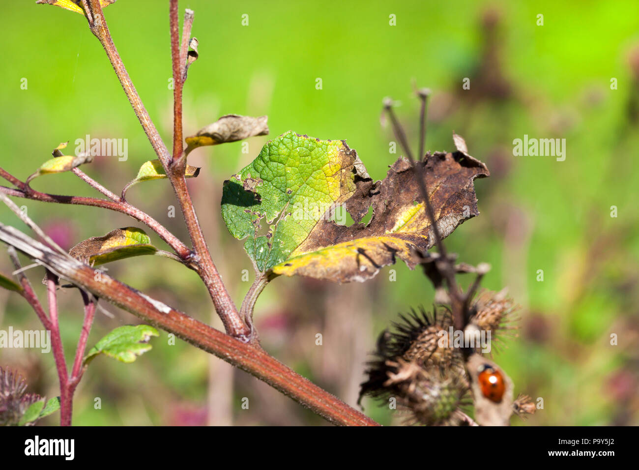 Trocknen und Sterben der Natur im Herbst, mehrere Laken mit Löchern und beschädigte Blätter Stockfoto