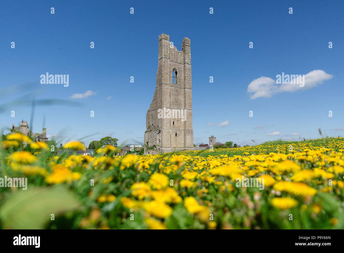 Verkleidung, Irland - In der Ruine der Abtei quadratischer Glockenturm namens Yellow Kirchturm hat ihren Namen von der Farbe der Mauerwerk in der Abenddämmerung. Sow Disteln Wiese. Stockfoto