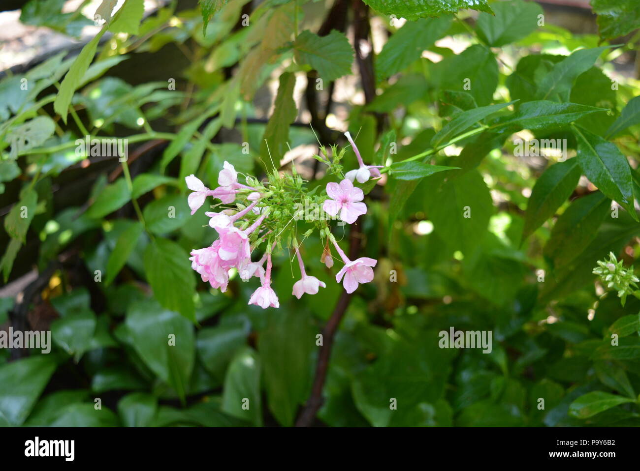 Rosa Gartenblumen phlox nach starkem Regen in Himbeerbüschen. Stockfoto