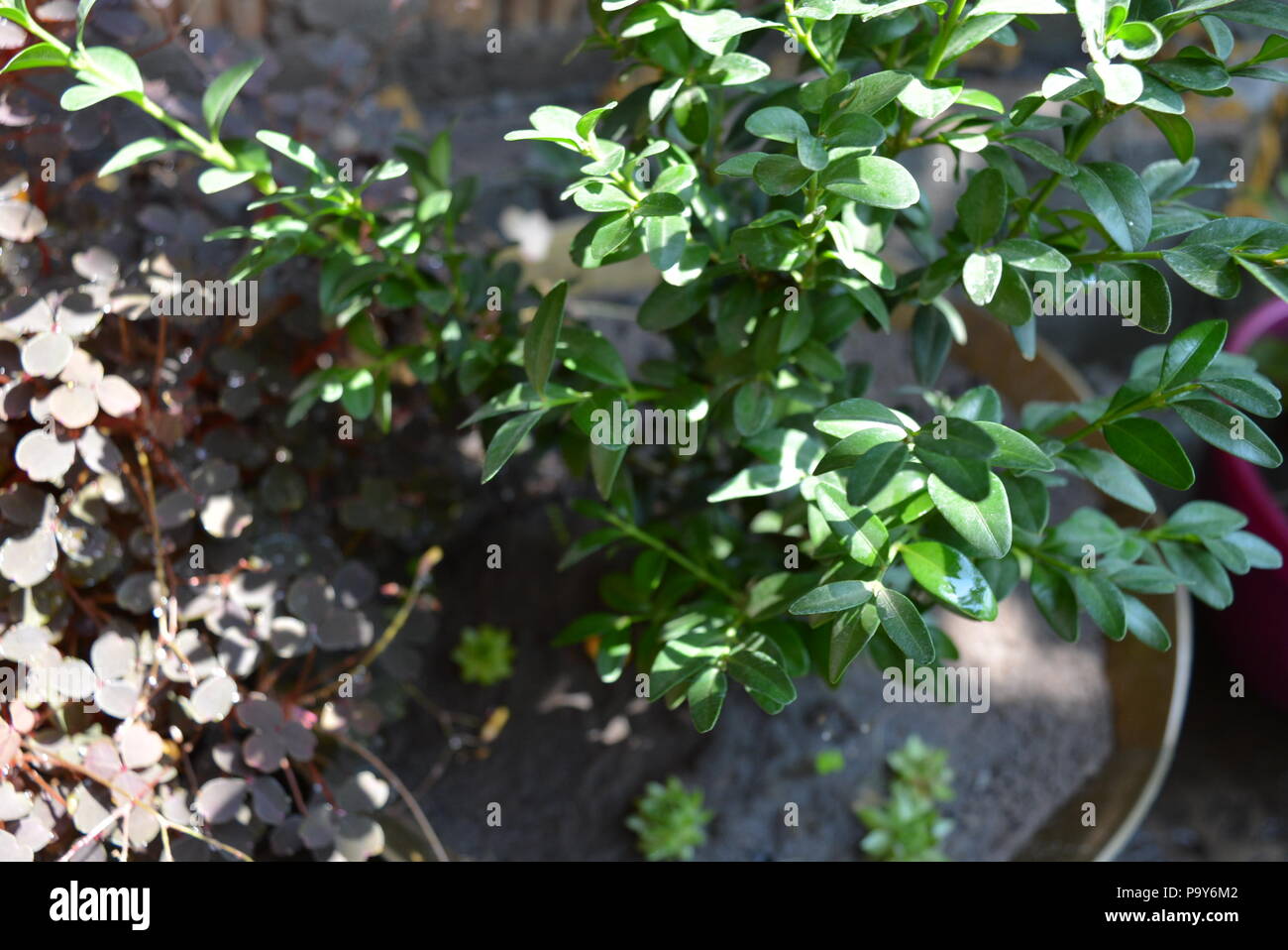 Grüne kleine Buchsbaumblätter mit roten Blättern von Säureschaum nach Regen. Stockfoto