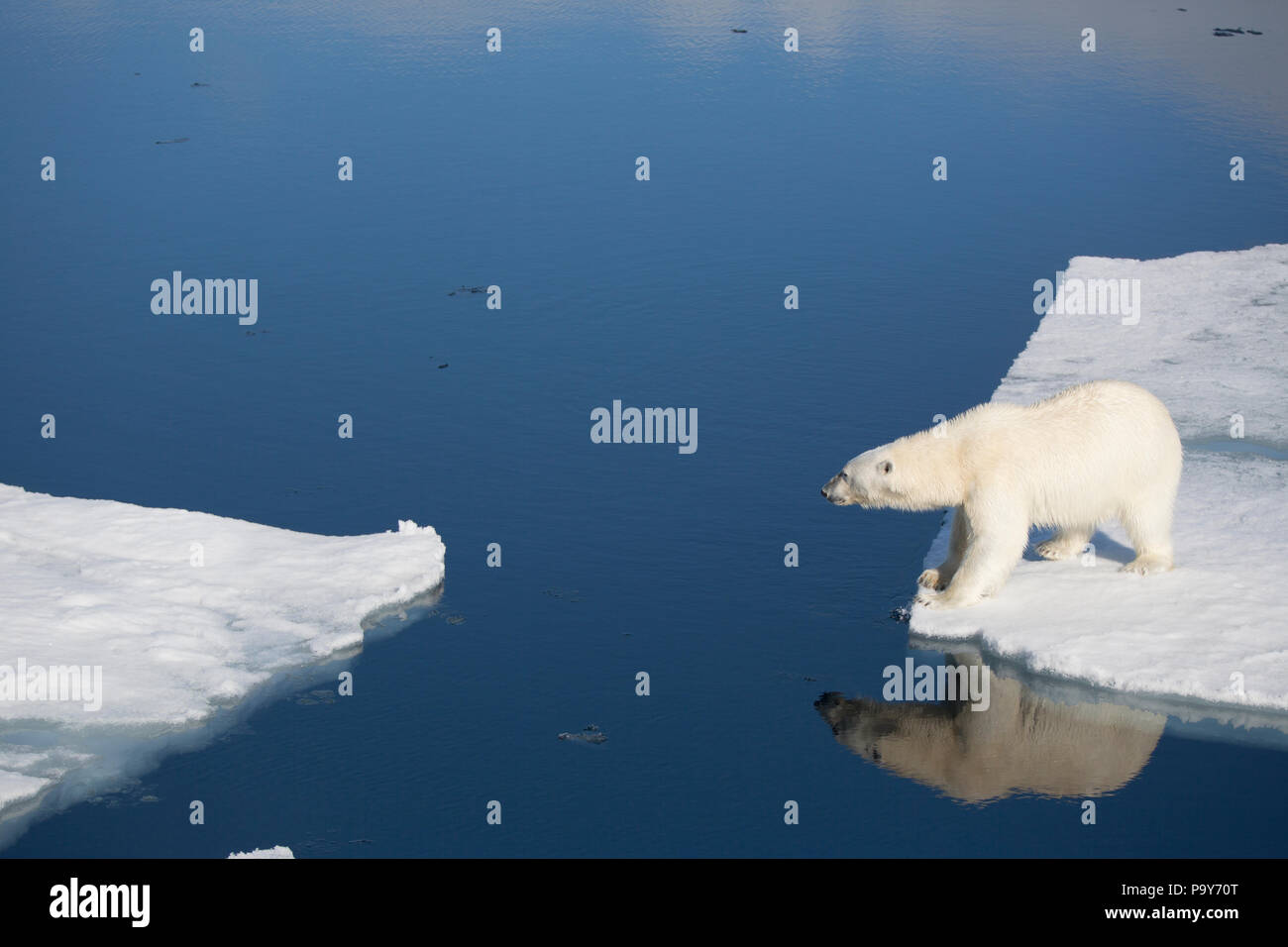 Polar Bear walking auf die Arktischen Ozean in der Nähe von Spitzbergen Stockfoto