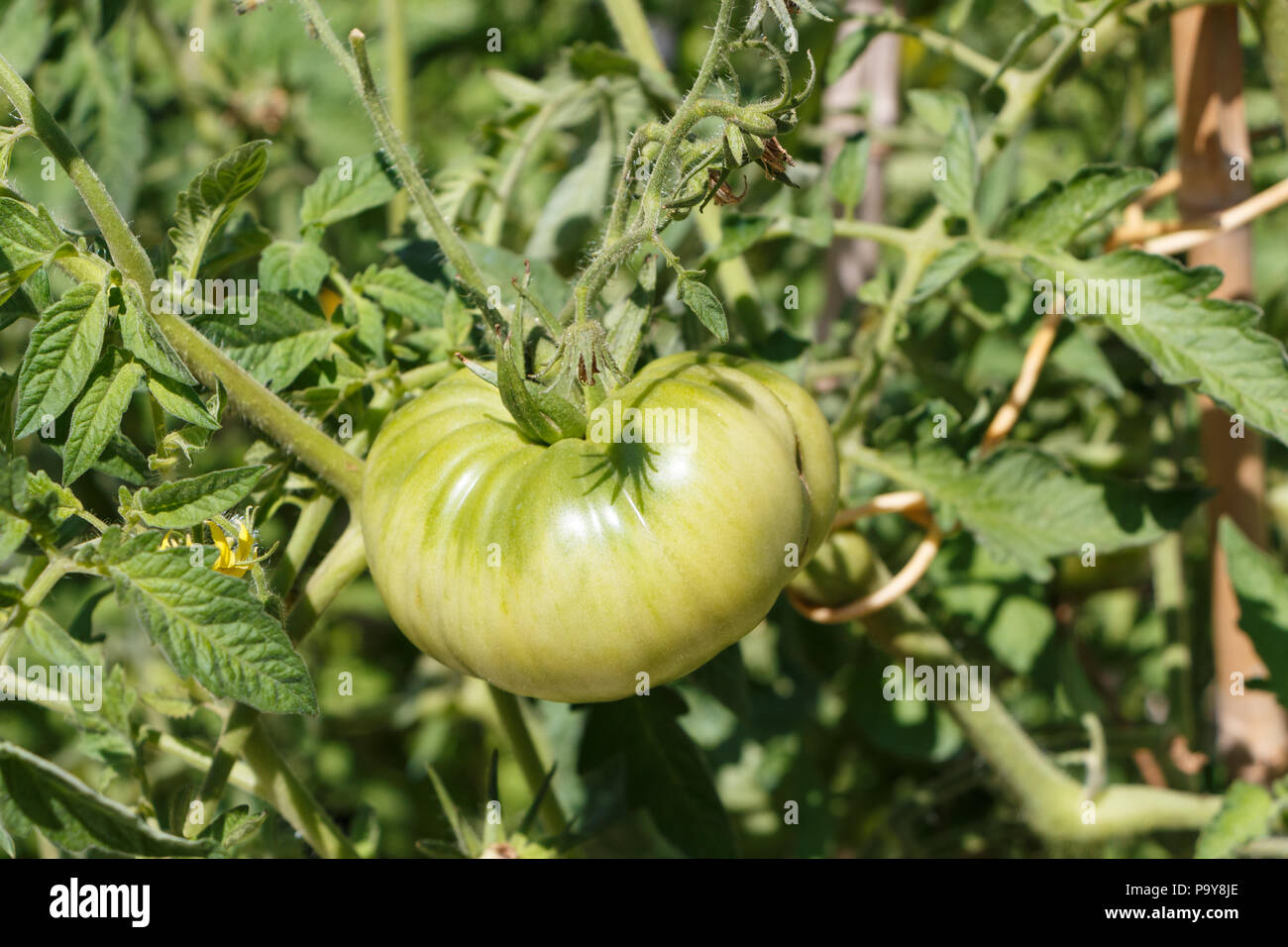 Grüne Tomaten reifen in einem Obstgarten im Frühling Stockfoto