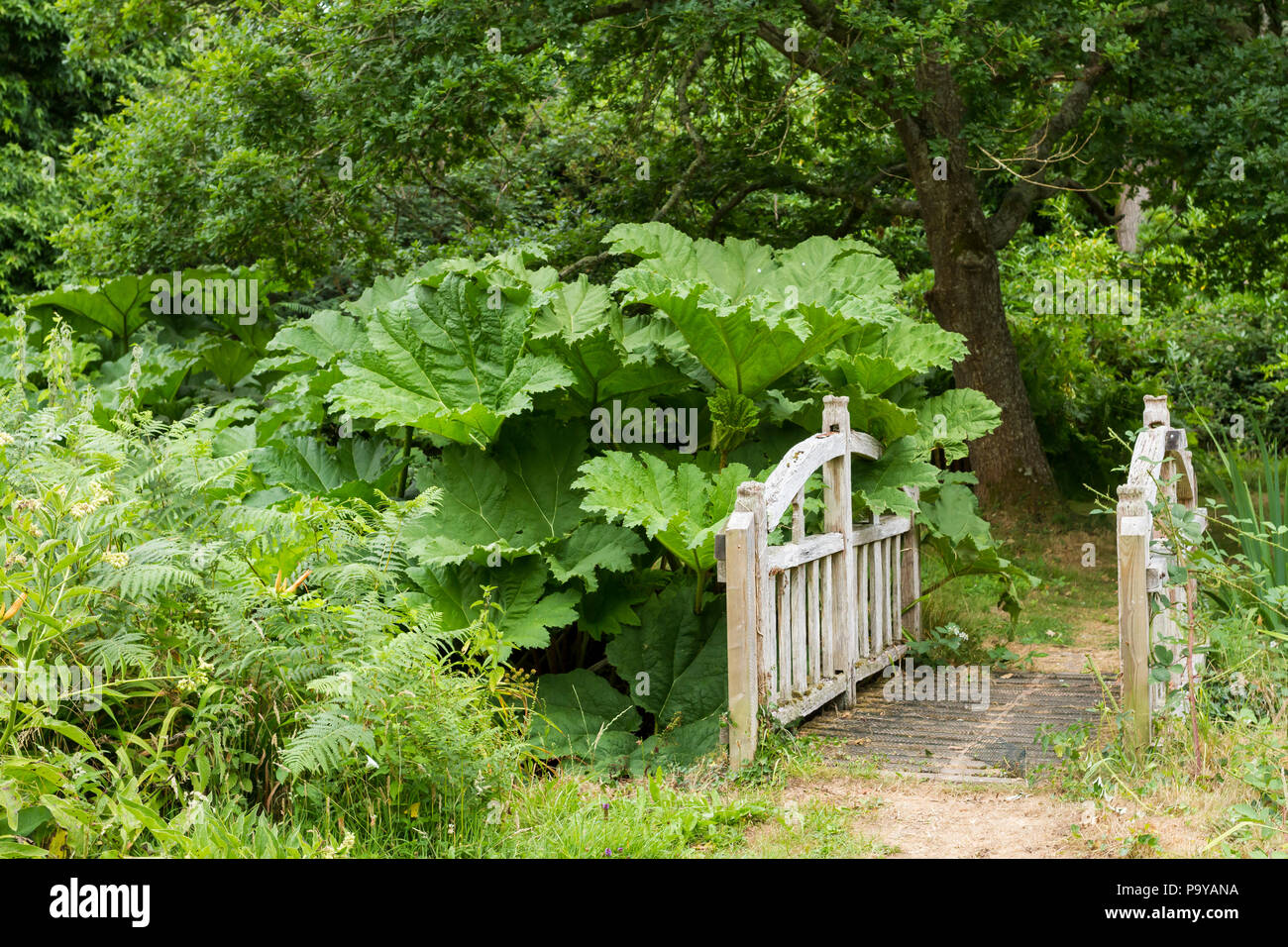 Blick über eine kleine Fußgängerbrücke in Wäldern mit einem Gunnera manicata (Brasilianischer Riese Rhabarber) Pflanze wächst, England, Vereinigtes Königreich Stockfoto