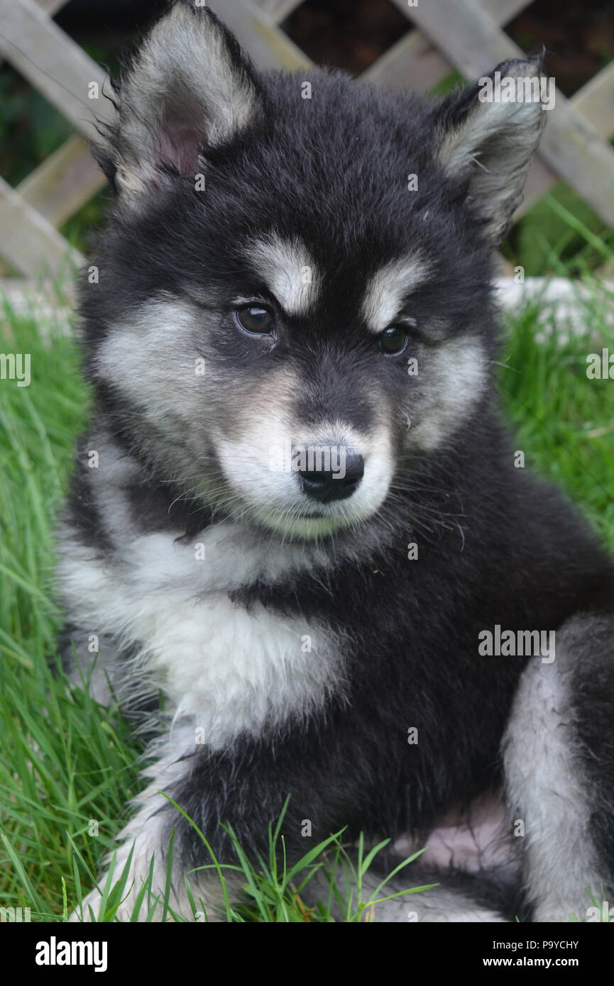 Schön flauschig und Furry alusky Welpe Hund Stockfotografie - Alamy