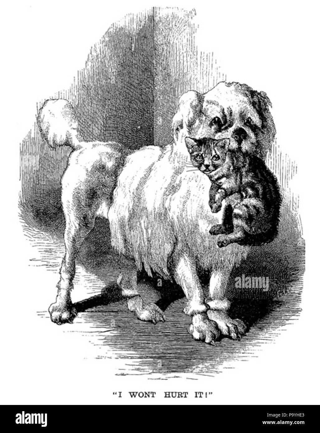 582 Hund und Katze Stockfoto