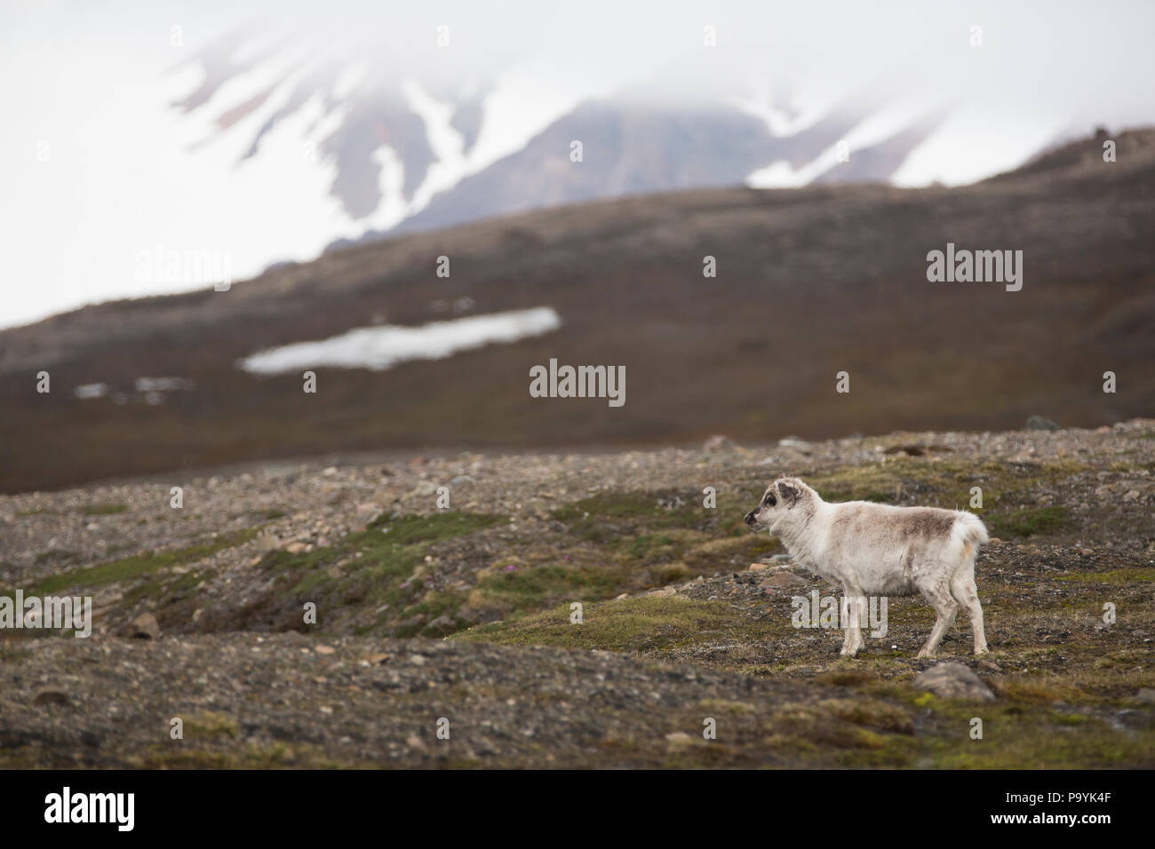 Rentier, Svalbard Stockfoto
