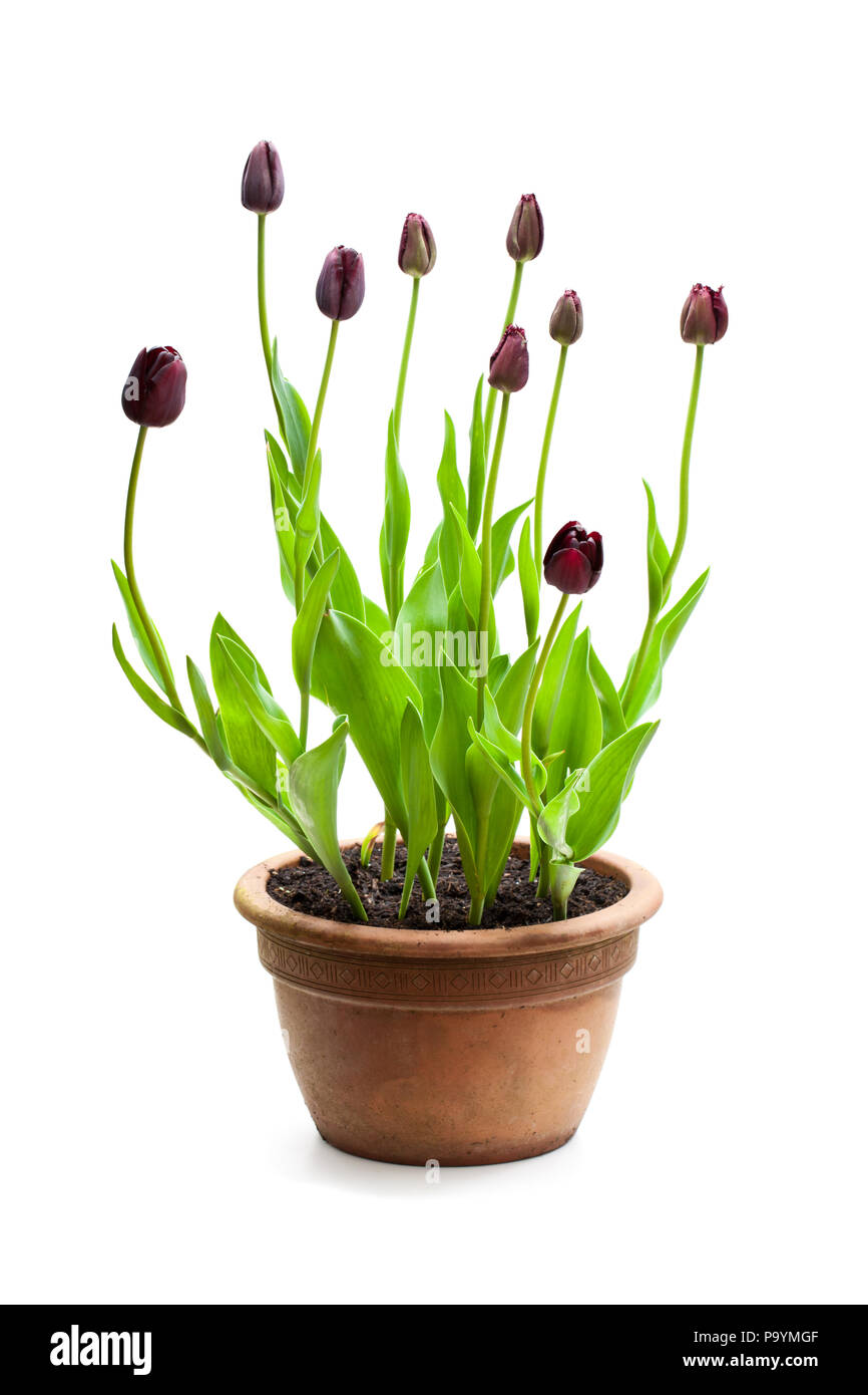 Home gewachsen schwarze Tulpen im Topf isoliert auf weißem Stockfoto Home gewachsen schwarze Tulpen im Topf isoliert auf weißem Stockfoto