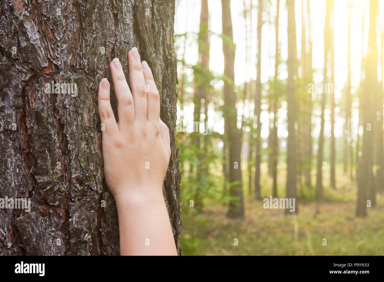 Eine junge Frau hält ihre Hand auf den Stamm eines Baumes im Wald mit Sonnenlicht Hintergrundbeleuchtung Stockfoto