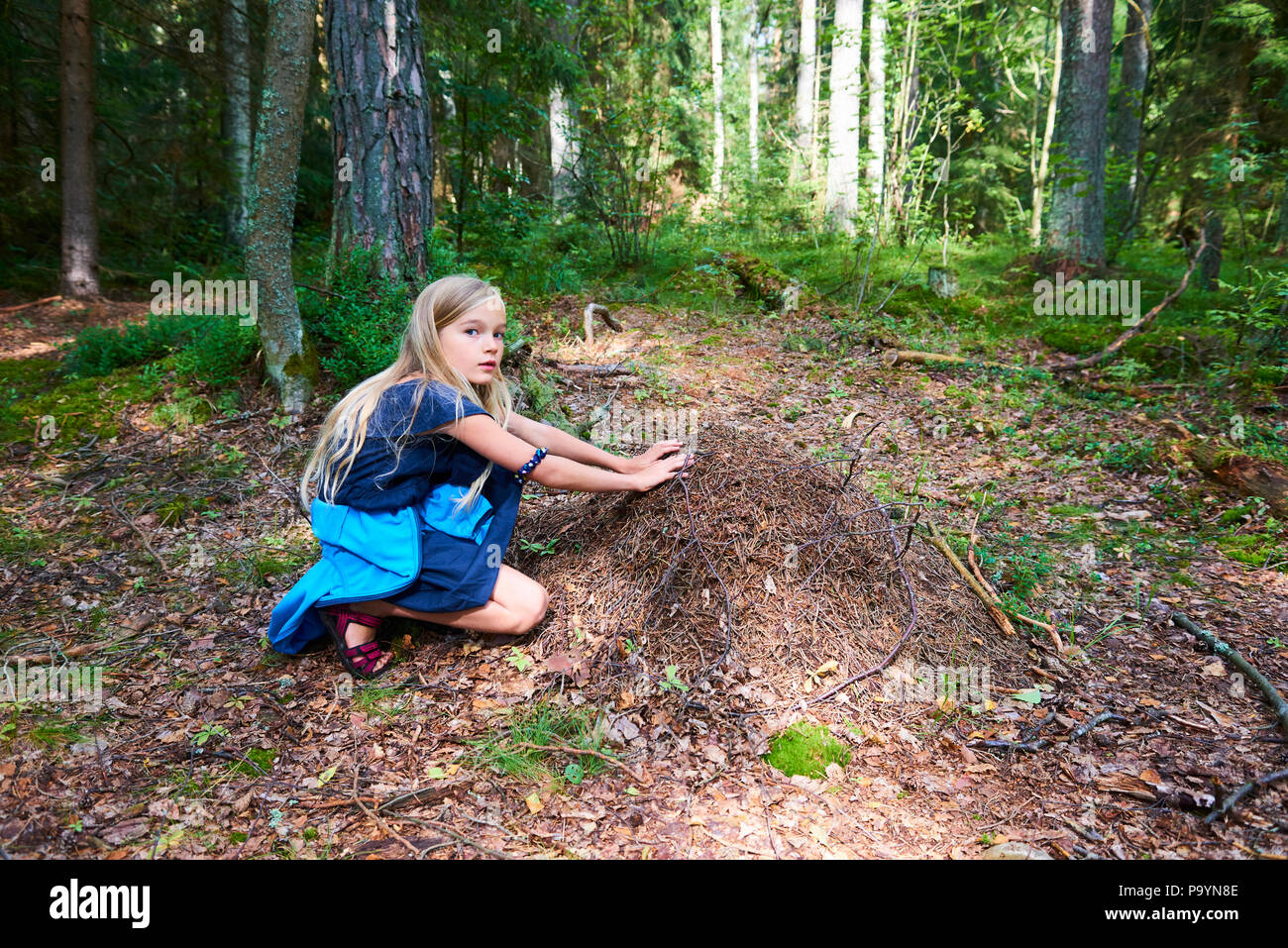 Kind blondes Mädchen erkunden Ameisenhügel im Wald. Stockfoto
