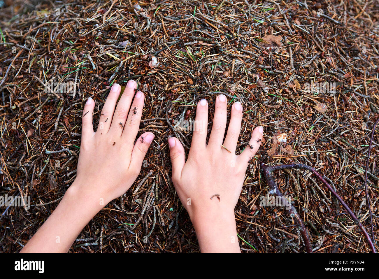 Kind Mädchen Hände auf einem Ameisenhaufen Stockfoto