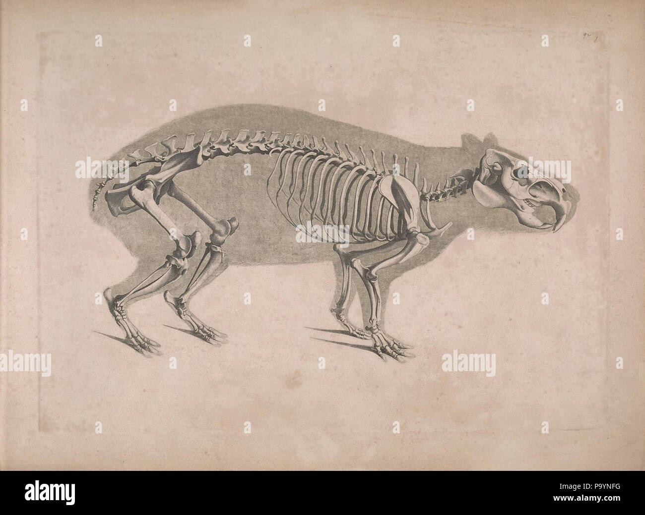 [Vergleichende Osteologie/Bonn: In Kommission bei Eduard Weber, 1821-1838. Http://biodiversitylibrary.org/page/40170476 532 Sterben vergleichende Osteologie (1821) Hydrochaeris hydrochaeris Stockfoto