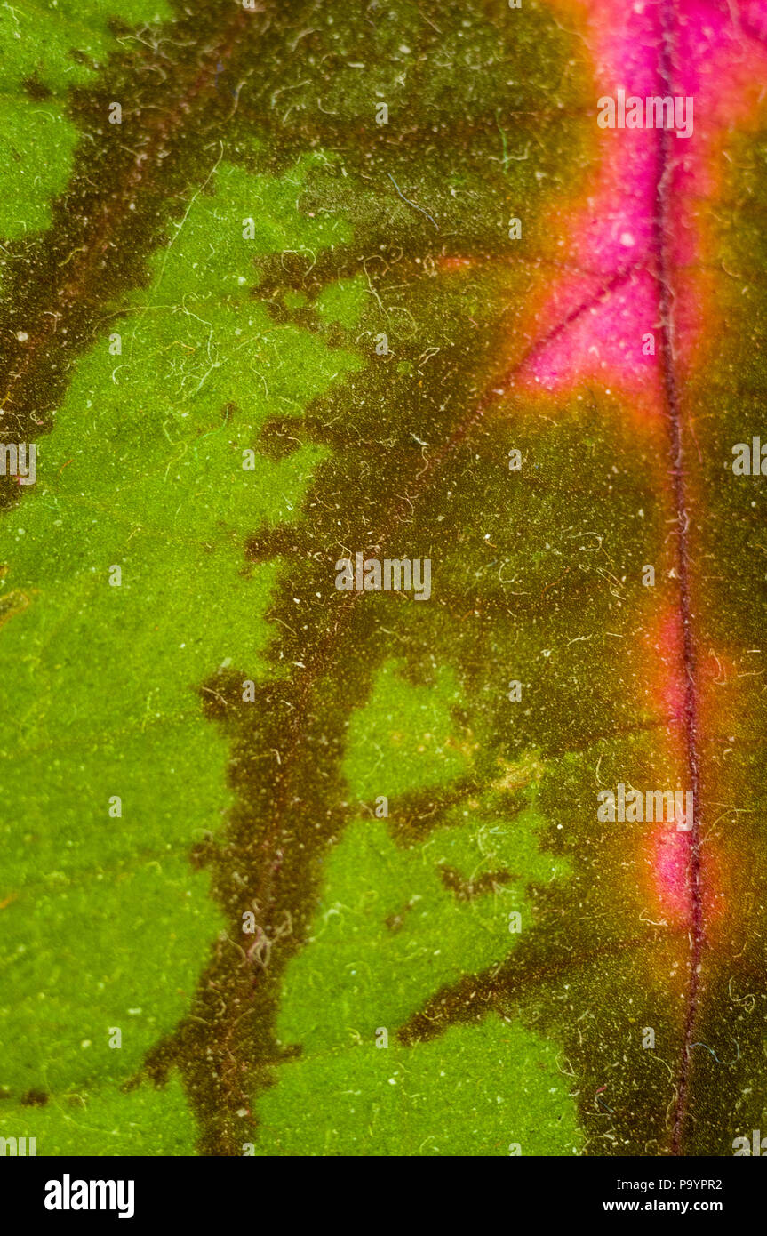 Rote und grüne Blätter der coleus Pflanze, aus der Nähe. Stockfoto