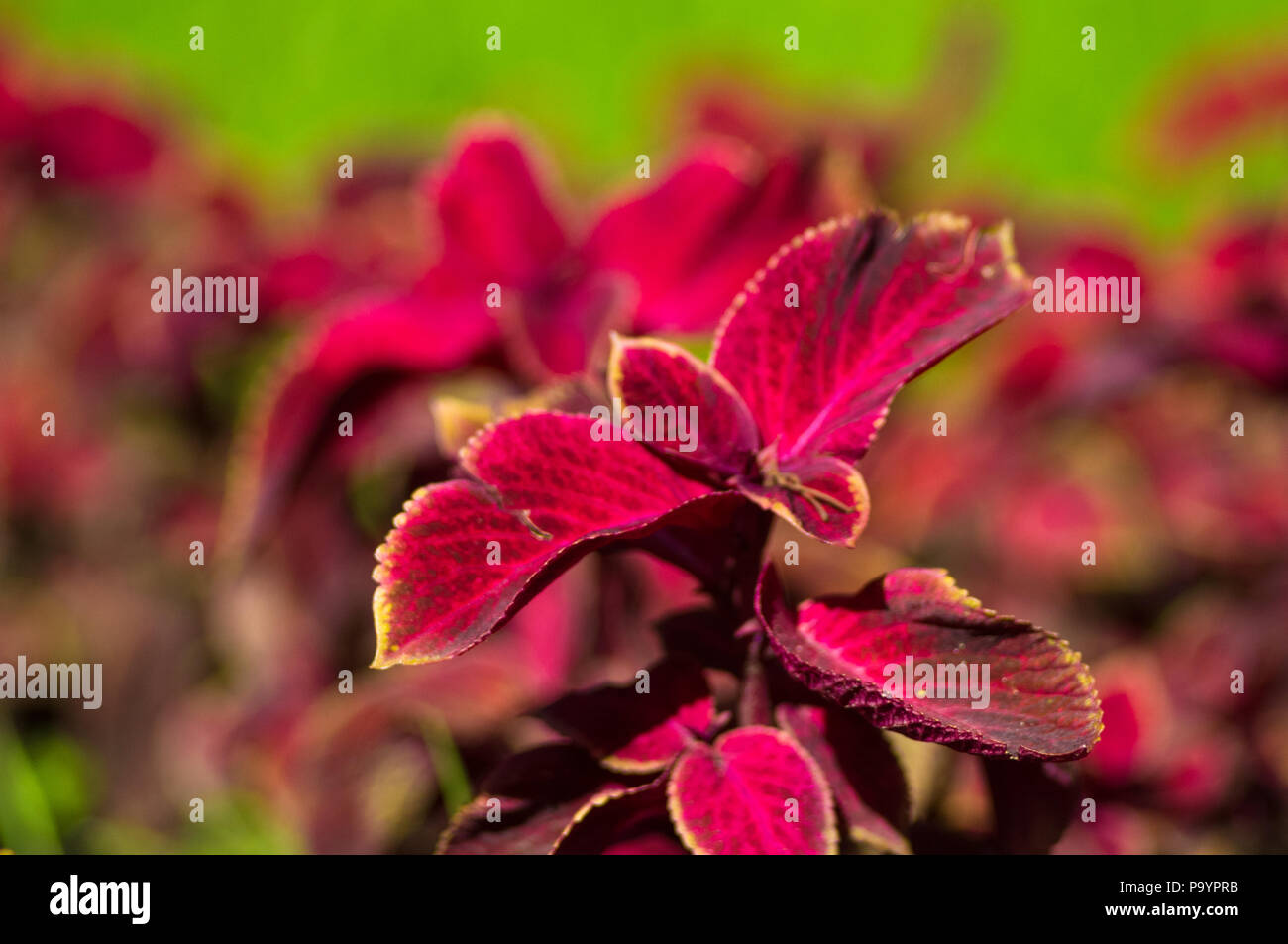 Rote und grüne Blätter der coleus Pflanze, aus der Nähe. Stockfoto