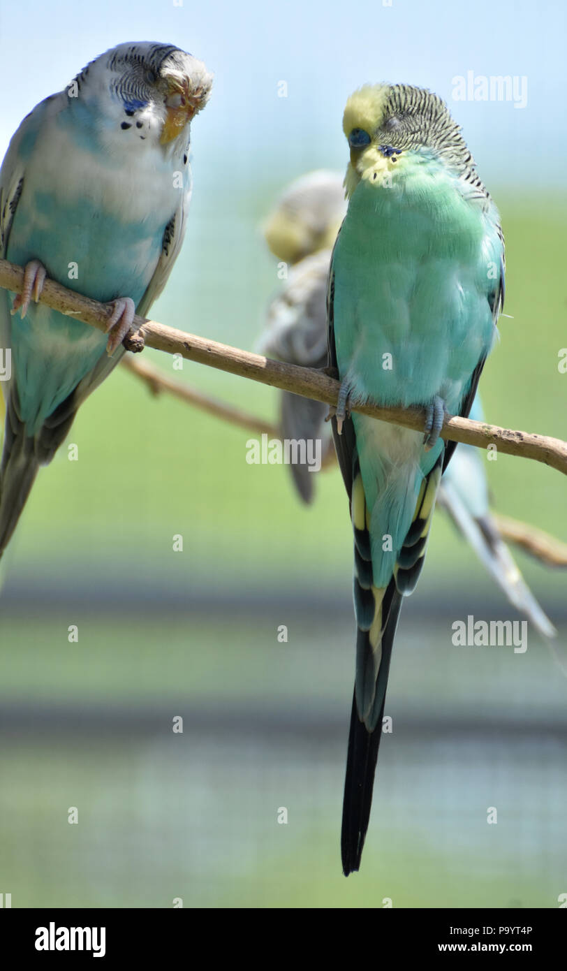 Paar Pastell gemeinsame Sittiche zusammen sitzen auf einem Ast. Stockfoto