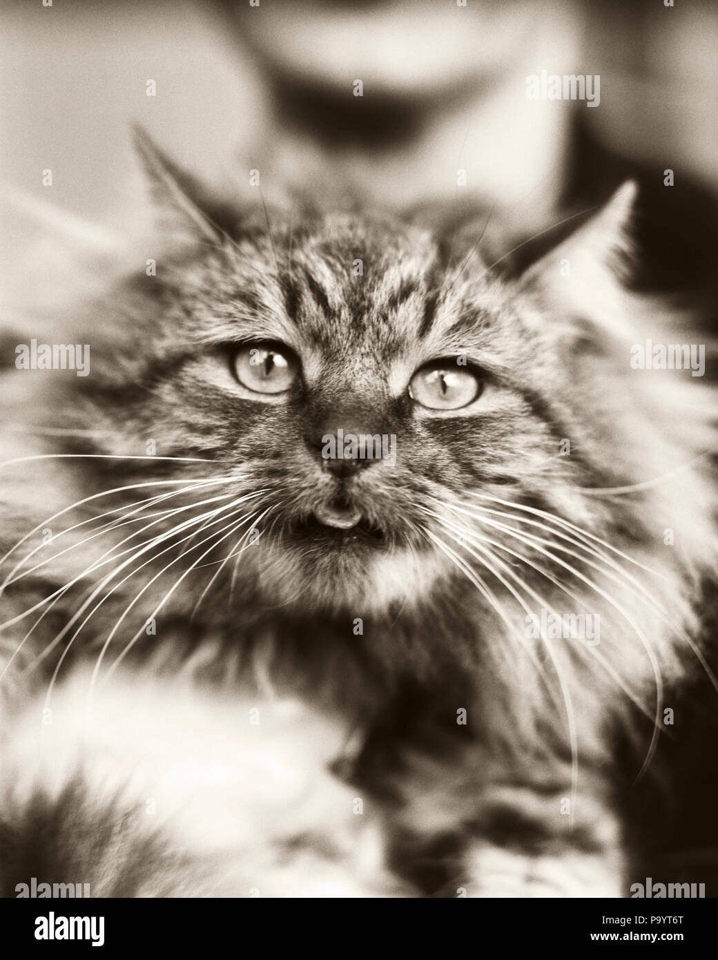 1930er Jahre INLÄNDISCHE MACKEREL TABBY KATZE Felis catus AUCH ALS M