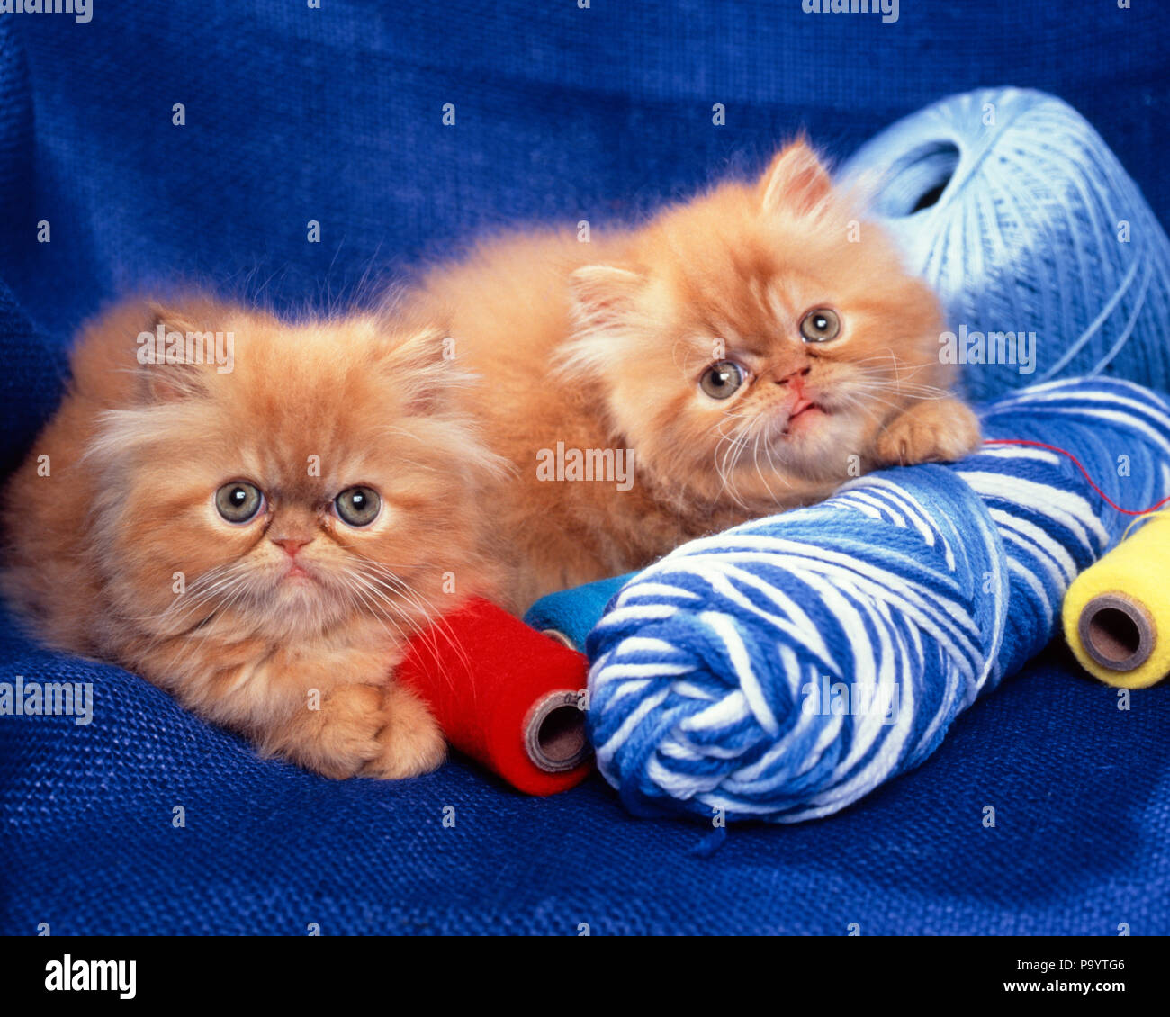 Zwei lange Haare ORANGE TABBY KÄTZCHEN liegend auf KNÄUEL GARN AUF KAMERA-kc 10857 PHT 001 HARS ALTMODISCH Stockfoto