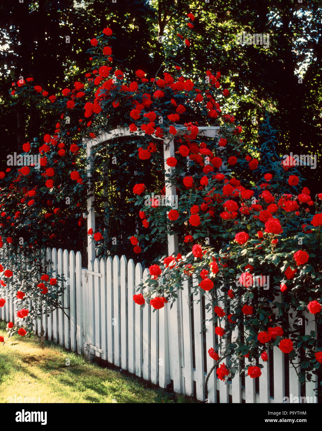 Rote Rosen auf ARBOR von weissen Lattenzaun-kf 23412 SEB001 HARS ALTMODISCH Stockfoto