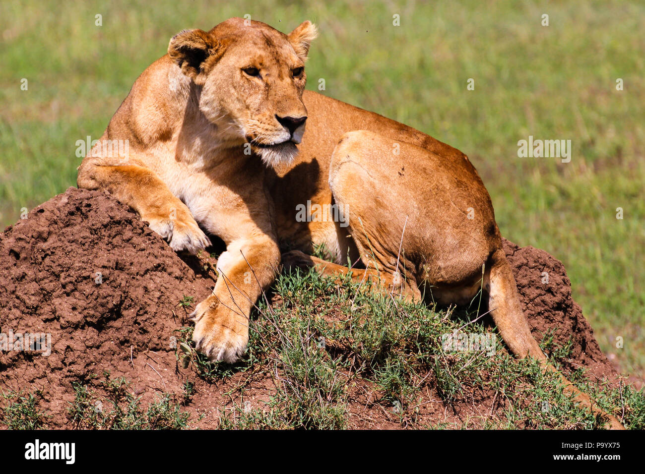 Löwin in der serengeti NP Stockfoto