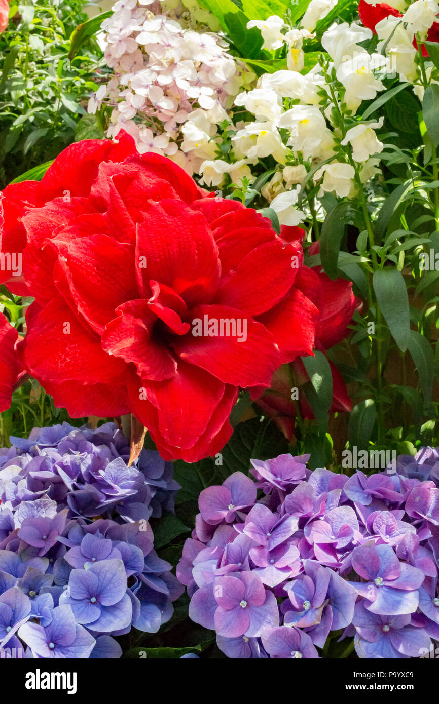 Mehrfarbige Blumen im Garten Stockfoto