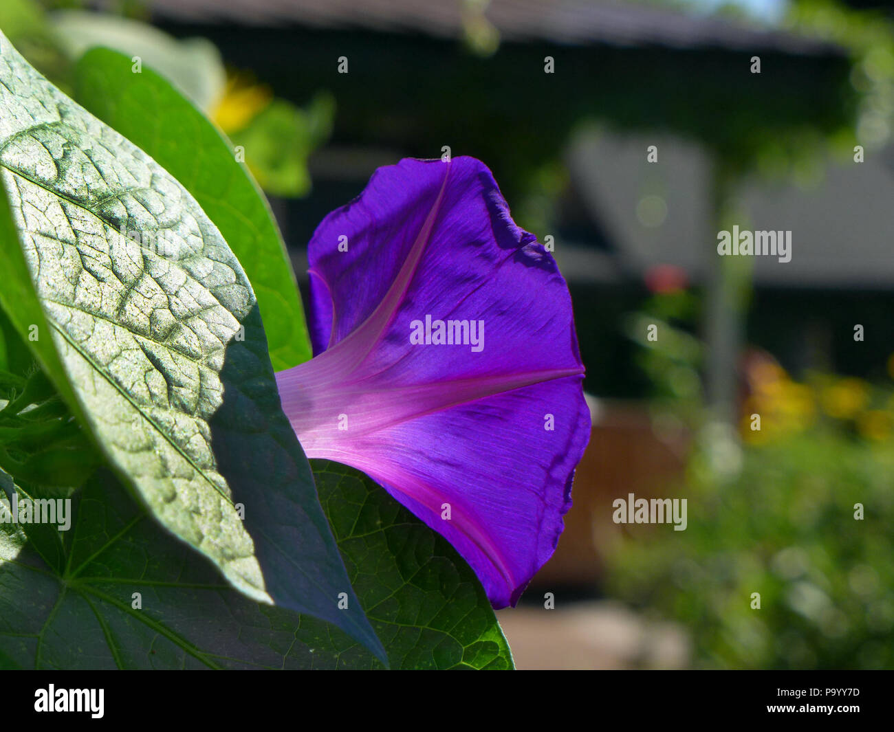 Intensive blau lila Blume. Stockfoto