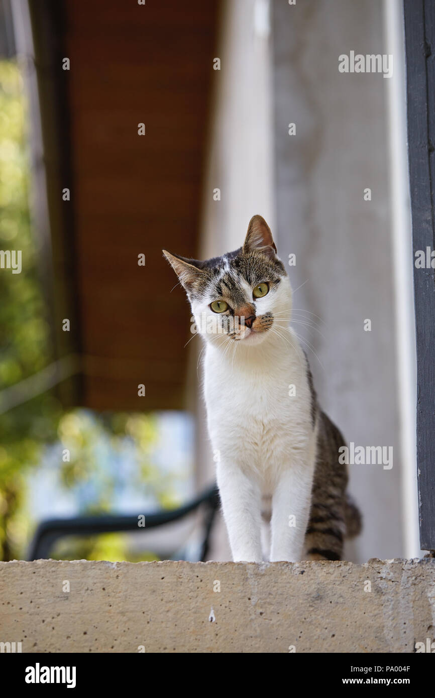 Süße Katze an der Kamera schaut. Natürliches Licht. Stockfoto