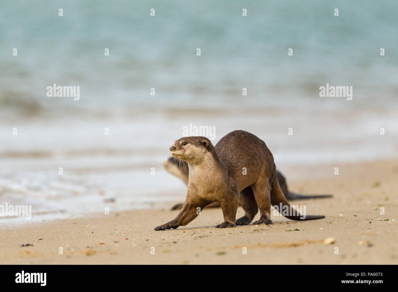 Glatte beschichtete Fischotter wieder auf das Meer, Singapur Stockfoto