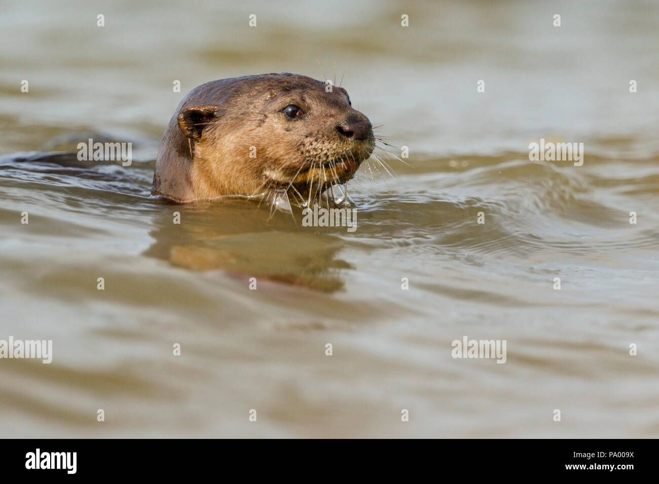 Glatte beschichtete Otter im Meerwasser in der Nähe der Ufer, Singapur Stockfoto