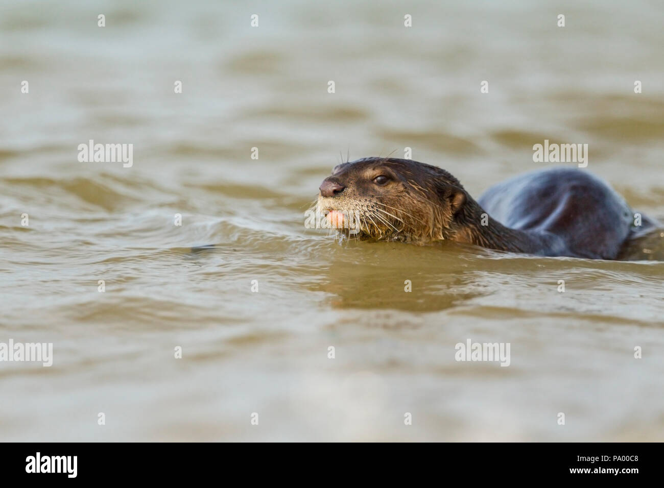 Glatte beschichtete Otter schwimmen in Ufernähe, Singapur Stockfoto