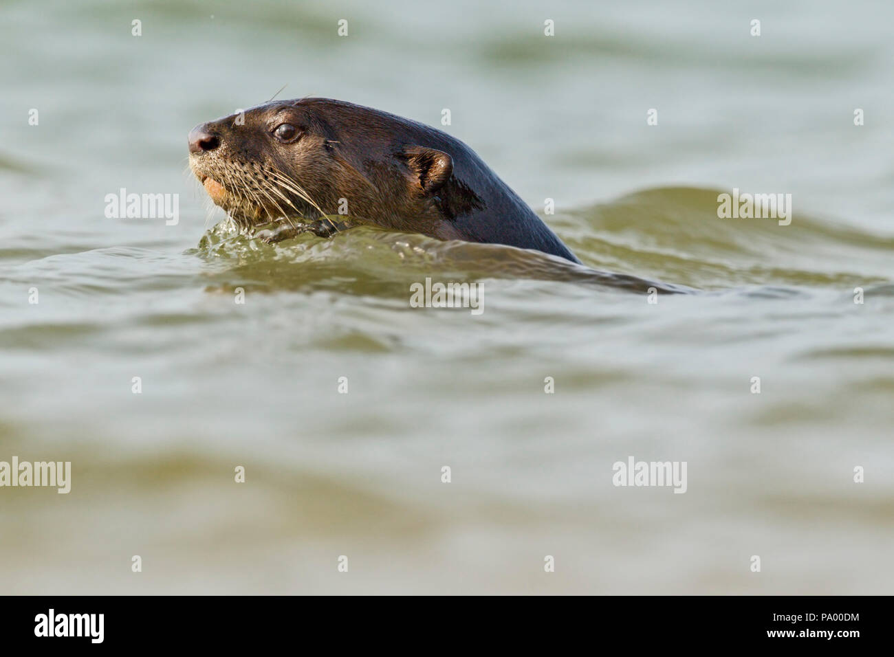 Glatte beschichtete Otter schwimmen in Ufernähe, Singapur Stockfoto