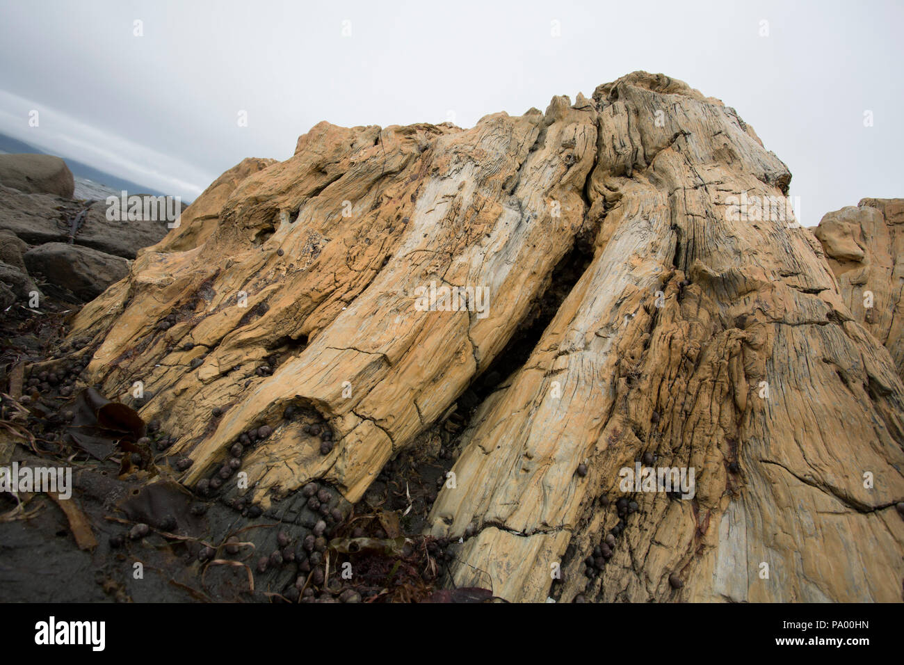 Versteinertes Holz, von vor 25 Millionen Jahren, Unga Island, Alaska Stockfoto