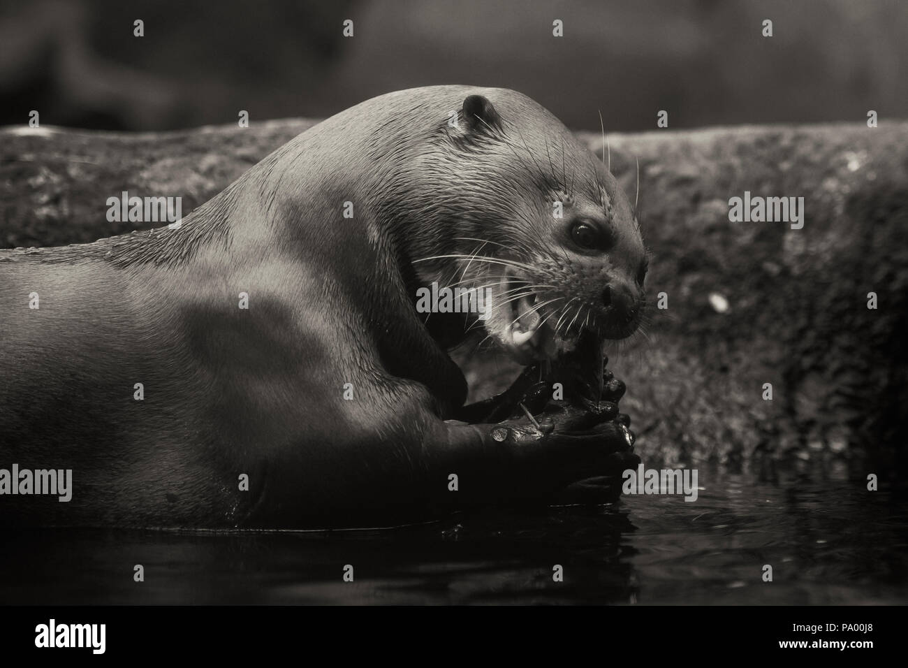 Giant Otter - Pteronura brasiliensis, große Süßwasser carnivore aus Südamerikanischen Flüsse. Stockfoto