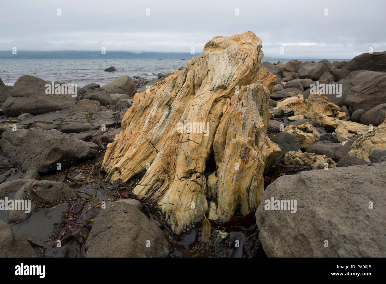 Versteinertes Holz, von vor 25 Millionen Jahren, Unga Island, Alaska Stockfoto