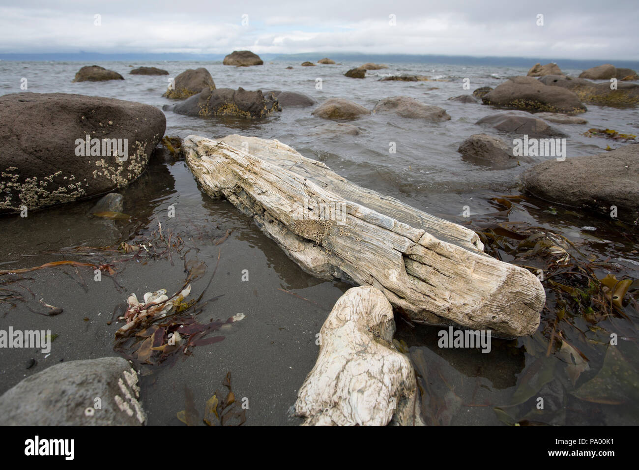Versteinertes Holz Einlagen, von vor 25 Millionen Jahren, Unga Island, Alaska Stockfoto