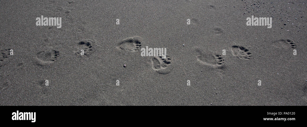 Brauner Bär Titel auf einem Strand in Kamtschatka Stockfoto