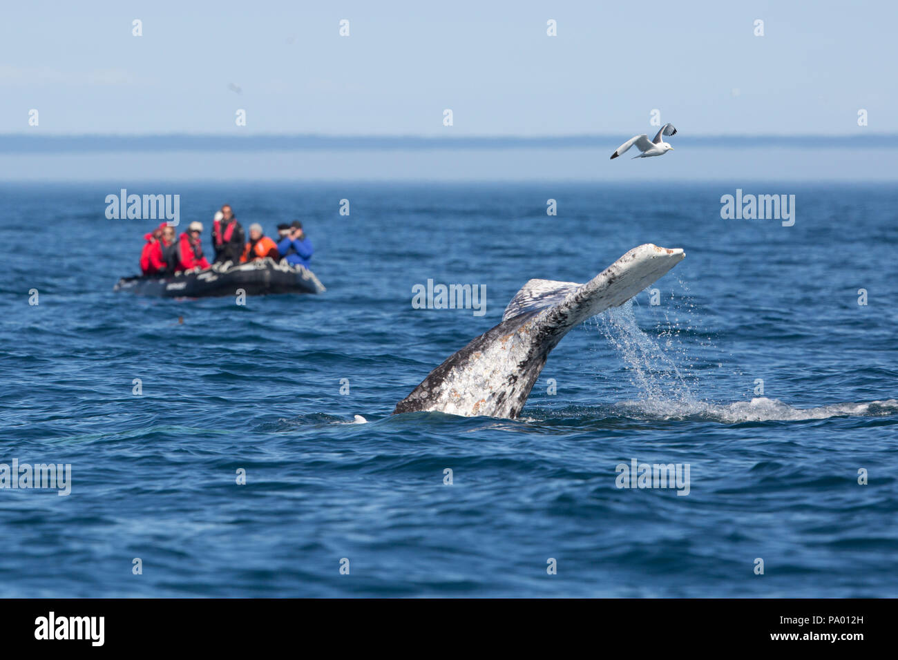 Der Grauwale beobachten aus Kamtschatka, Russland (Eschrichtius robustus) Stockfoto