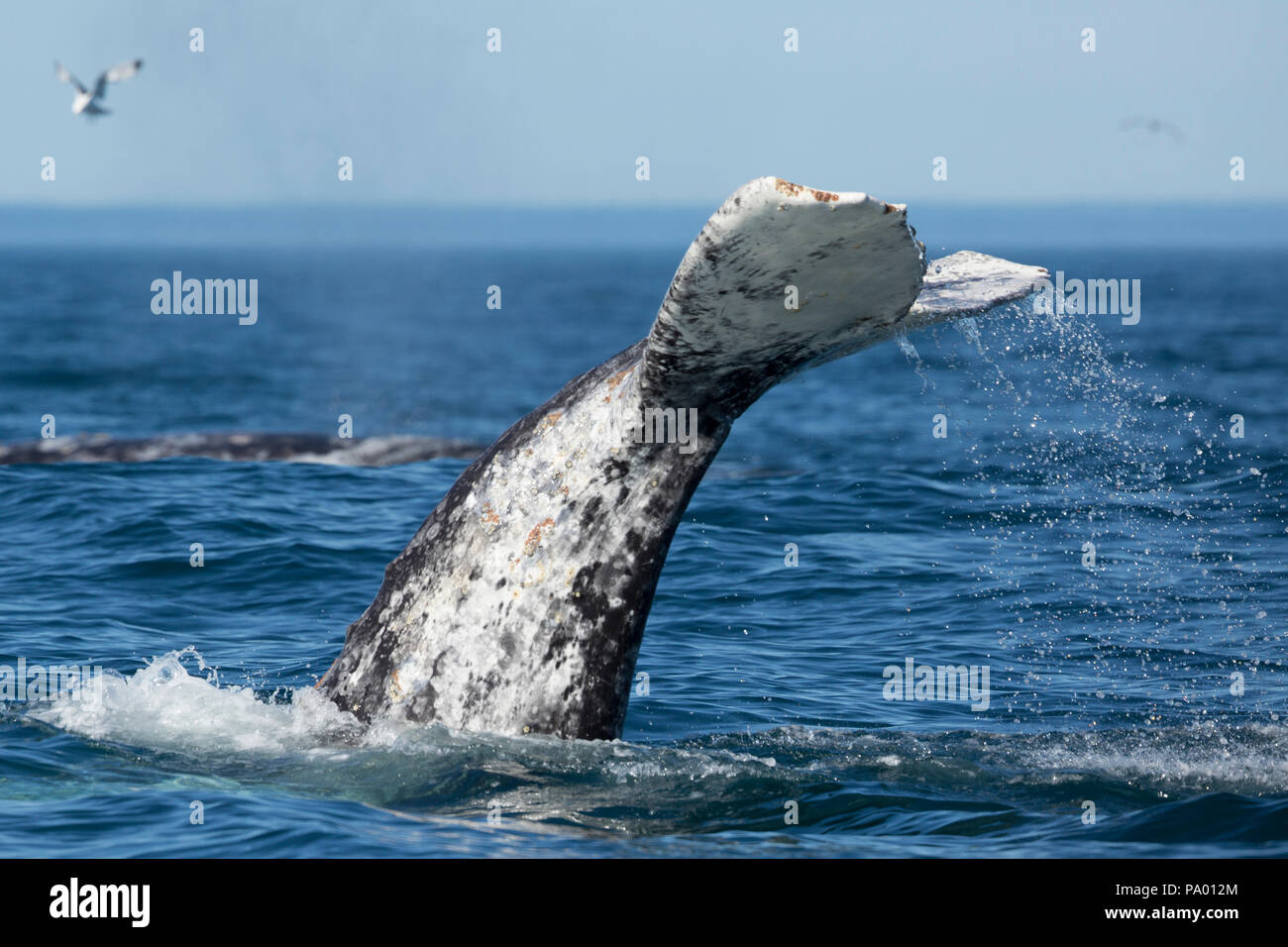 Der Grauwale beobachten aus Kamtschatka, Russland (Eschrichtius robustus) Stockfoto