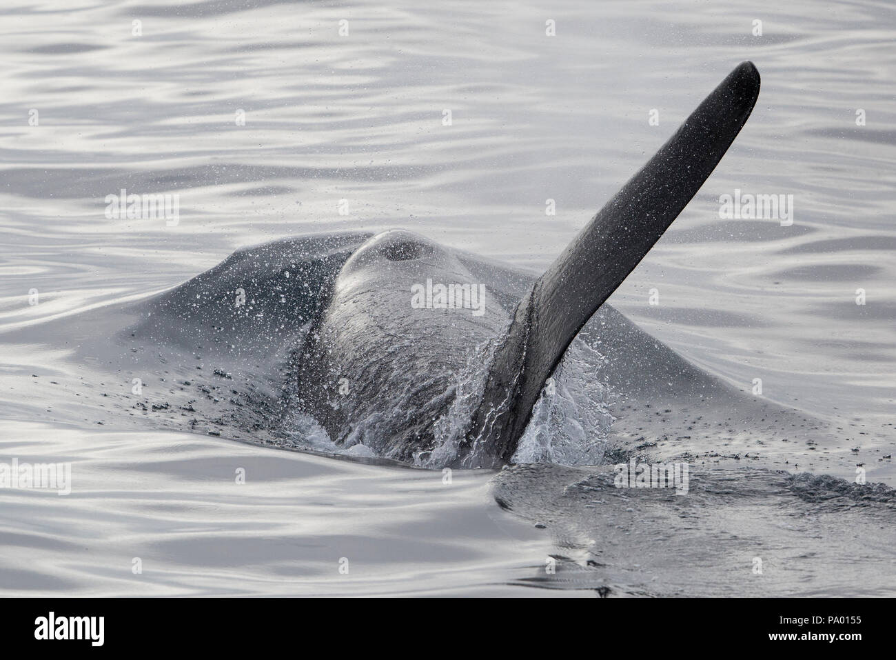 Schwertwal oder Orca (Orcinus orca), östliches Russland Stockfoto