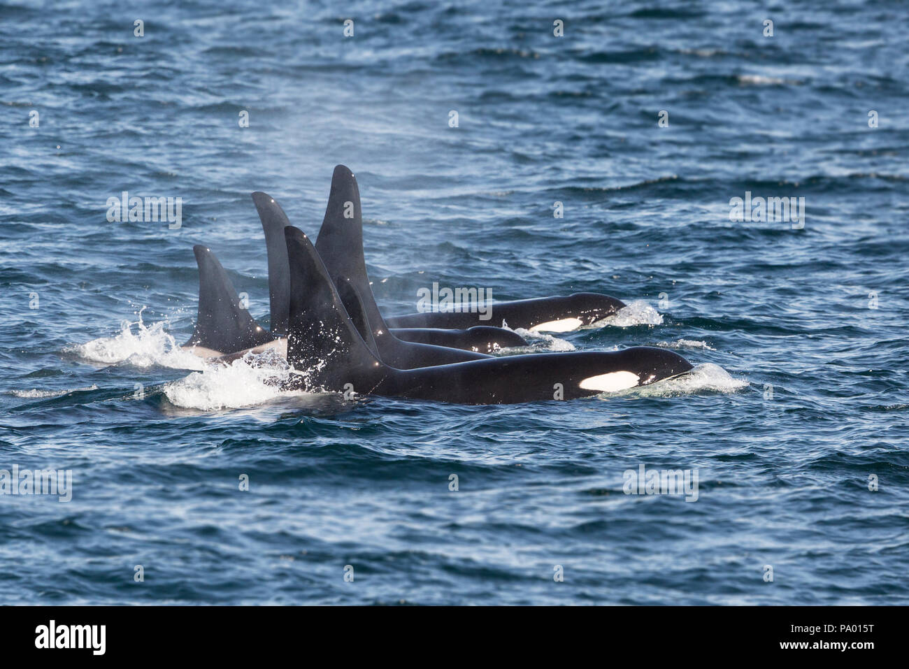 Pod der Schwertwal oder Orca (Orcinus orca), östliches Russland Stockfoto